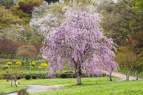 山形の桜、お花見情報