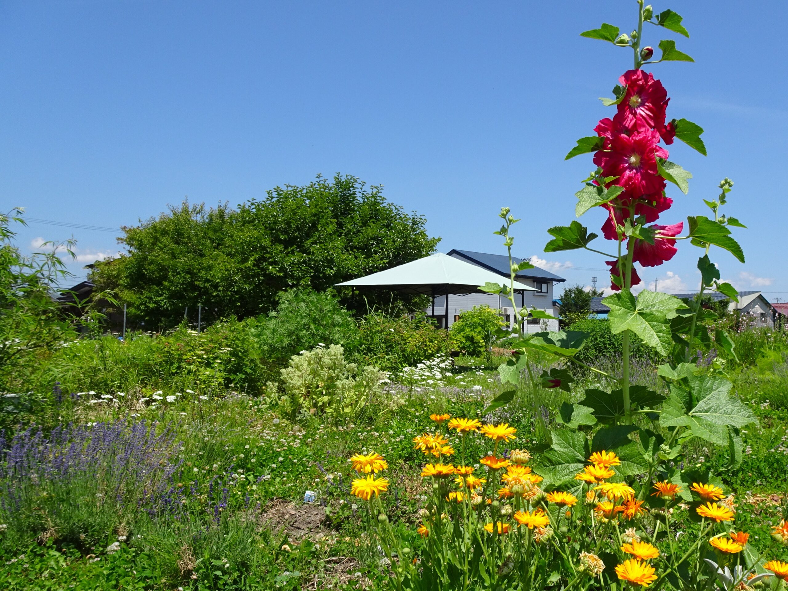 kaorino herb garden